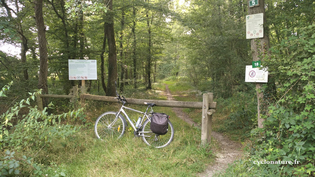 Balade à vélo en forêt