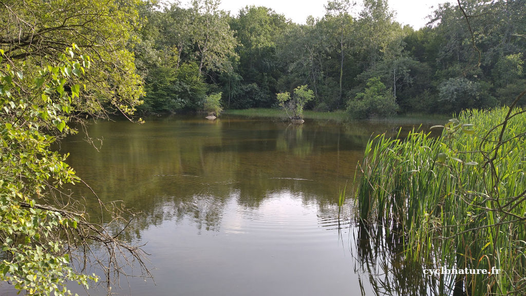 L'étang de Saint Martin du Fouilloux