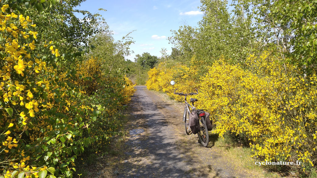A vélo sur des chemins bordés de genêts en fleurs