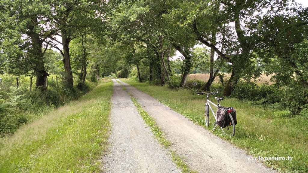 A vélo en pleine nature à pister les chevreuils