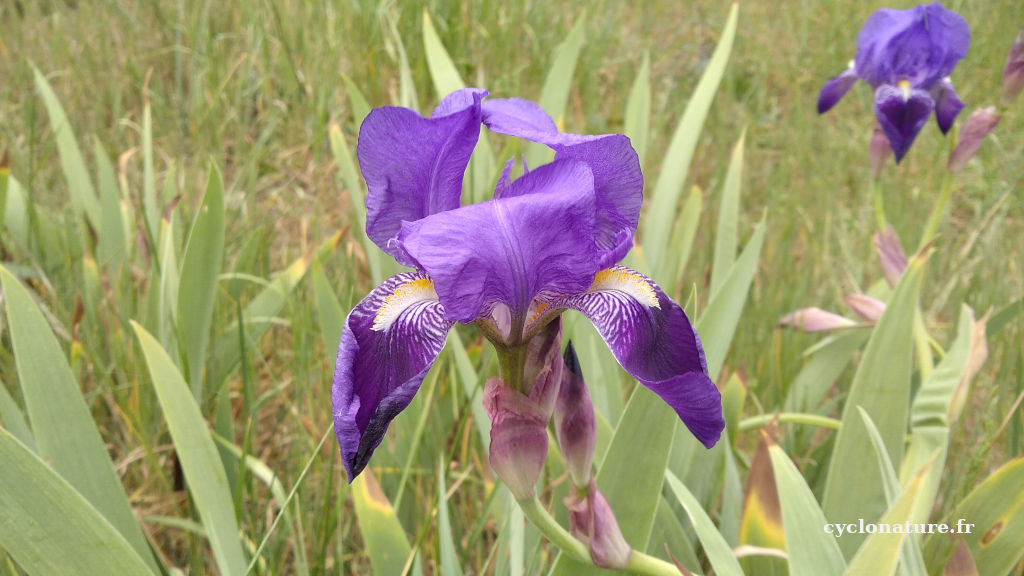 Iris sauvage