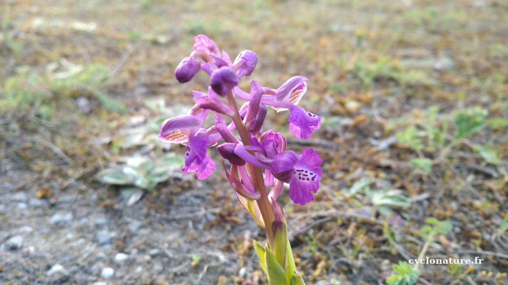 Des Orchis bouffon (Orchidées) découverts dans les Ardoisières de Trélazé