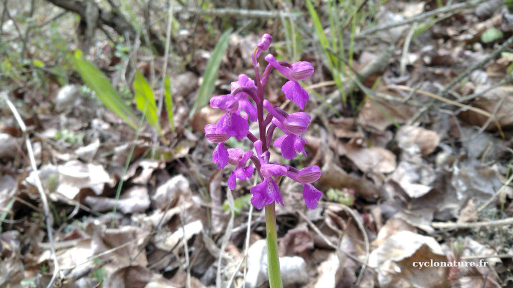 Des orchidées sauvages découverts dans les Ardoisières de Trélazé