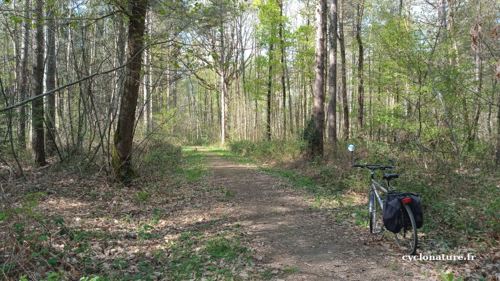 A vélo dans la forêt communale de Saint Barthélemy d'Anjou