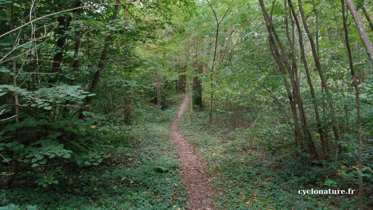 A vélo dans la forêt des Sablières à Ecouflant