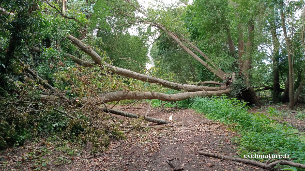 C'est pas un arbre qui va m'empêcher de passer à vélo