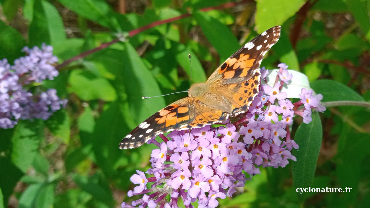 Chasse photographique aux papillons