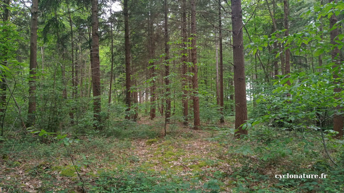 Forêt de Saint Barthélemy d'Anjou