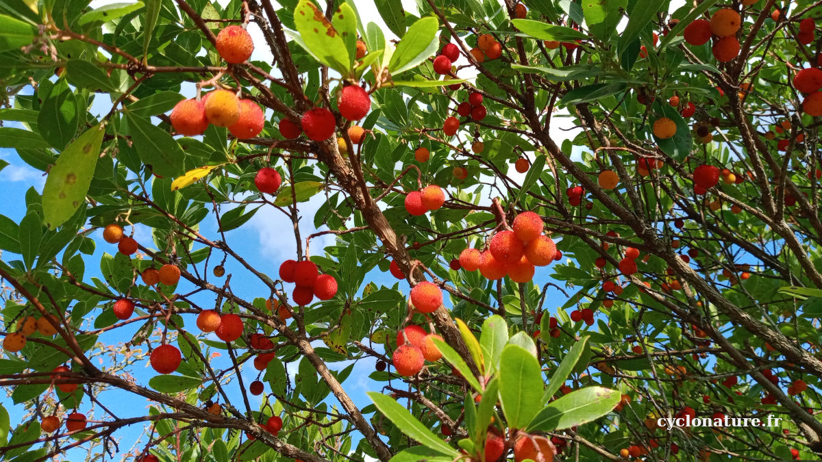 Fruits de l'Arbousier