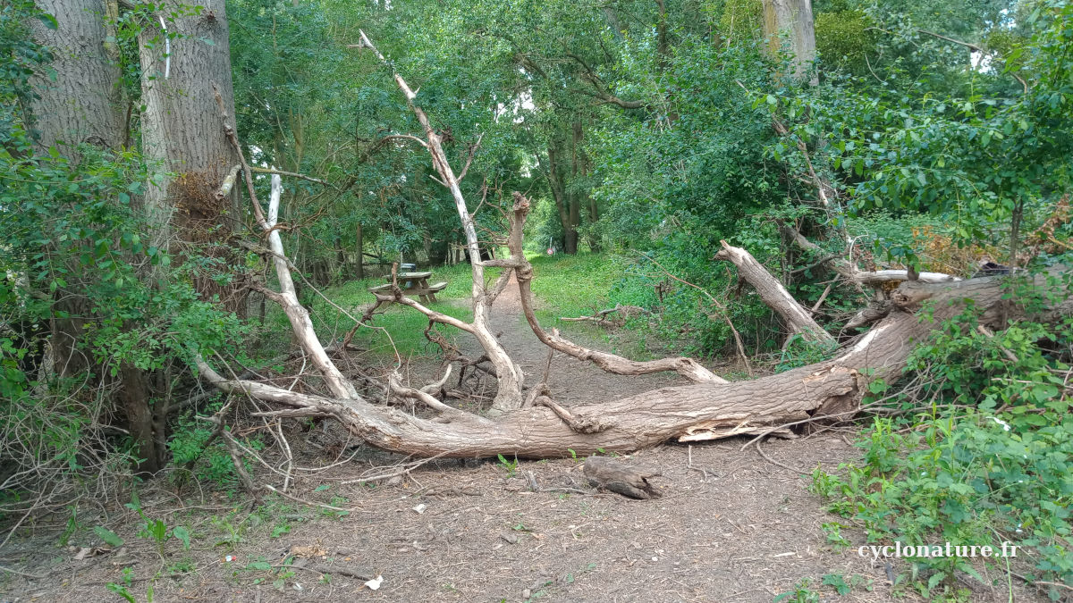 Un arbre en plein milieu du chemin