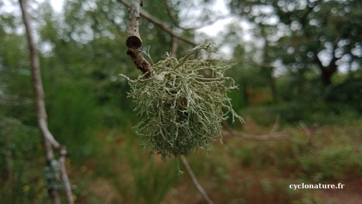 Fleur de Chèvrefeuille des bois