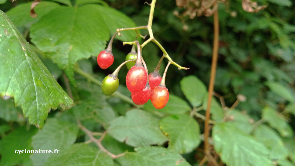 Fruits de Morelle douce-amère