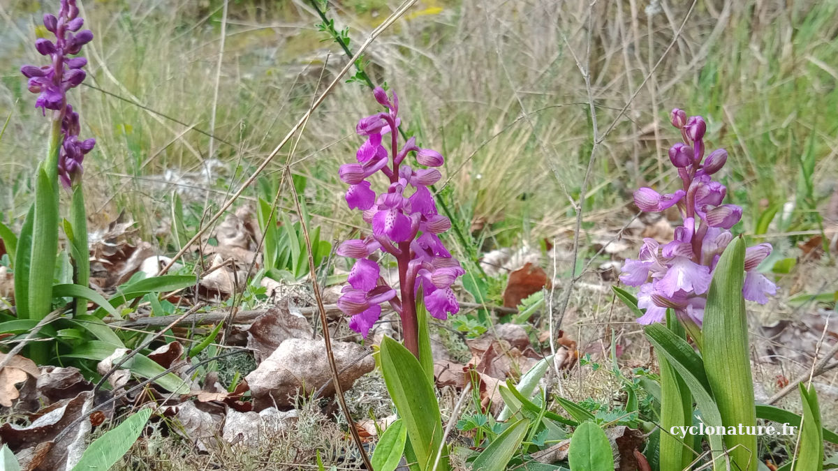 Sur la route des Orchidées sauvages dans les Ardoisières de Trélazé