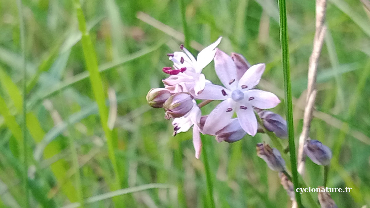 Photos de nature au parc des Sablières à Ecouflant