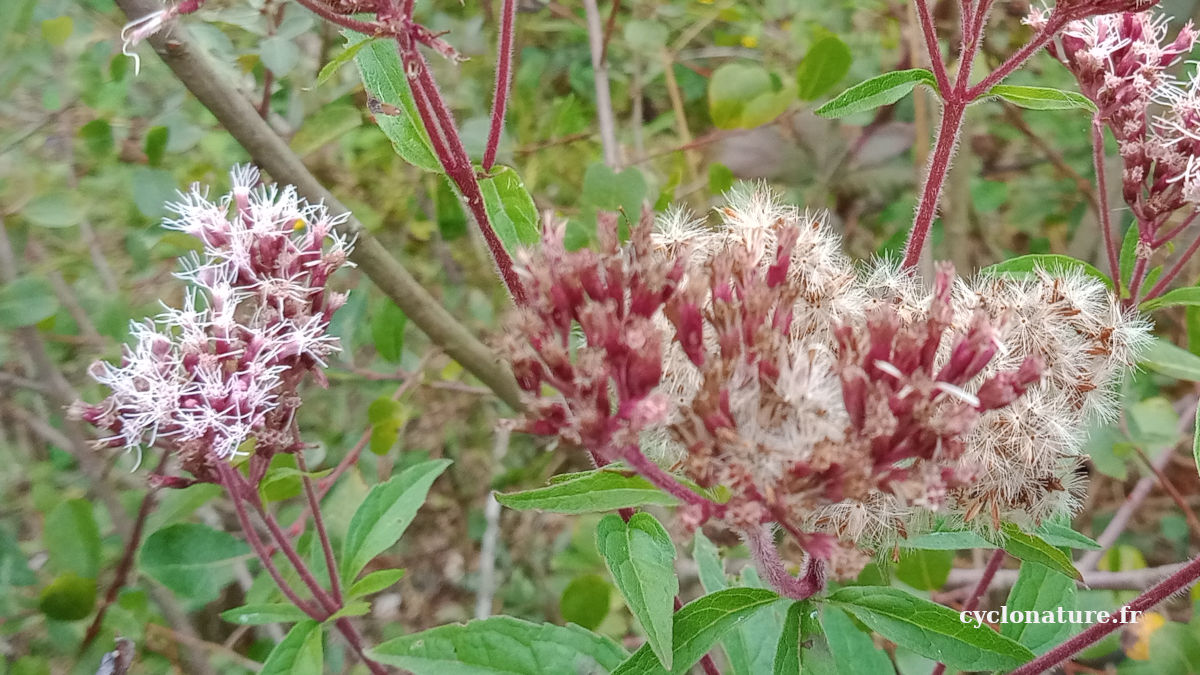 Photos de nature au parc des Sablières à Ecouflant