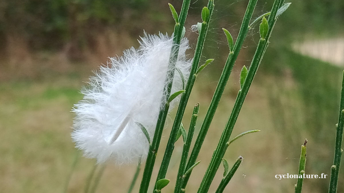 Photos de nature au parc des Sablières à Ecouflant