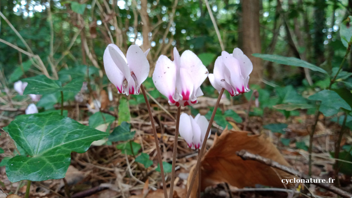 Fleurs de Cyclamen