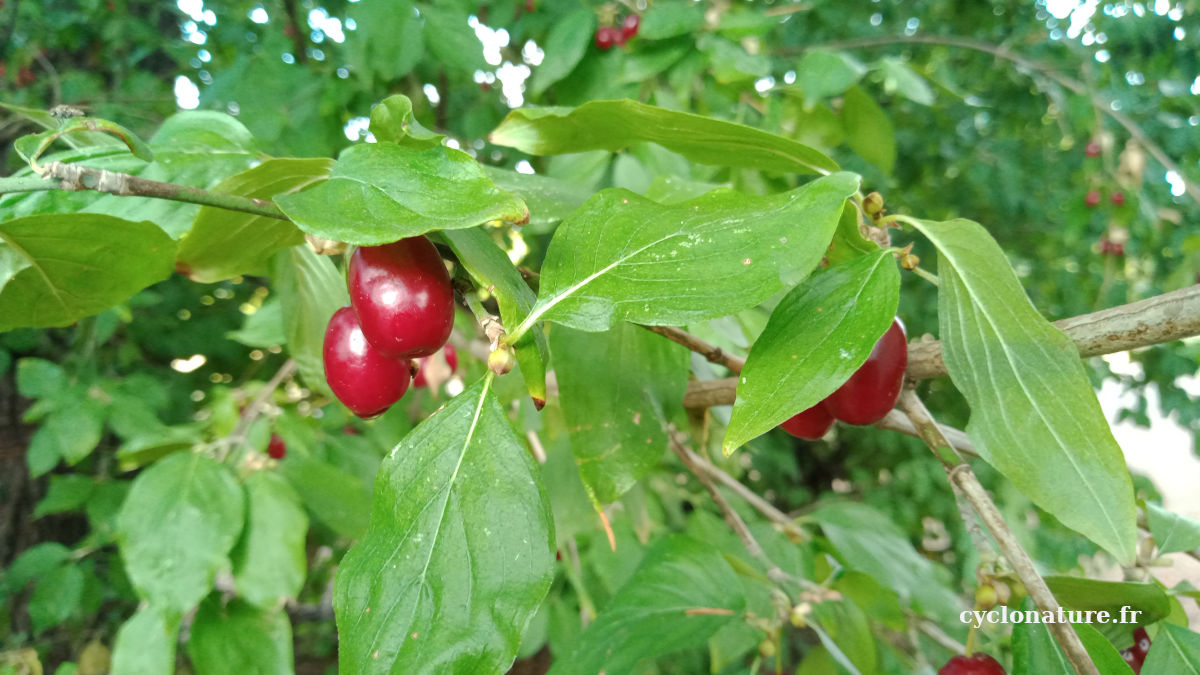 Fruits du Cornouiller