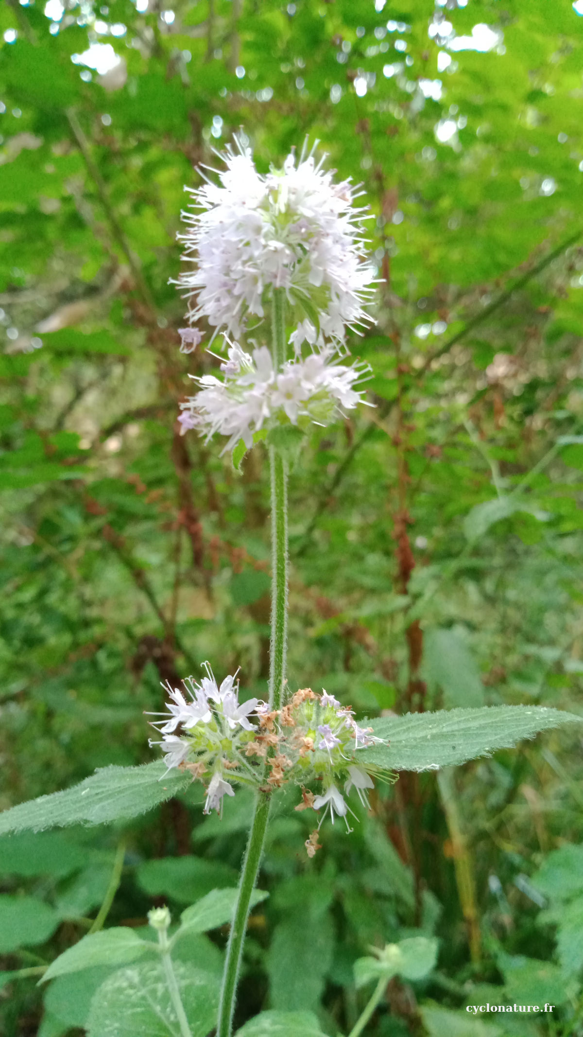 Menthe aquatique