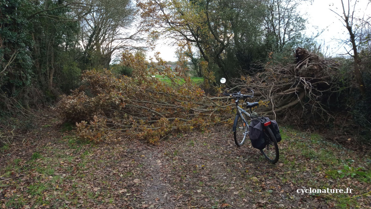 Un arbre sur mon chemin de rando