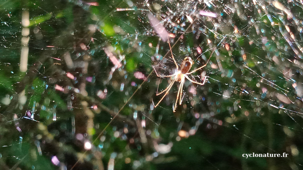 Photo d'une araignée sur sa toile