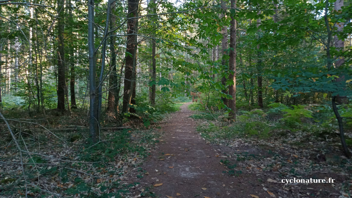 La forêt de Saint Barthélemy d'Anjou