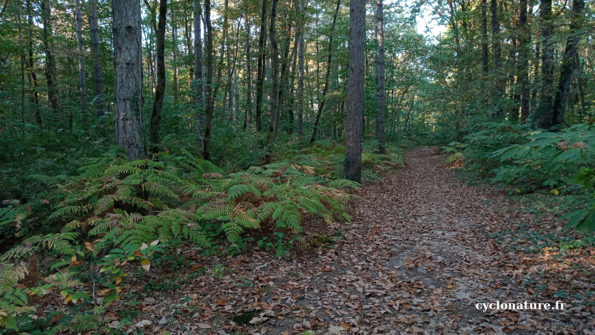 La forêt de Saint Barthélemy d'Anjou