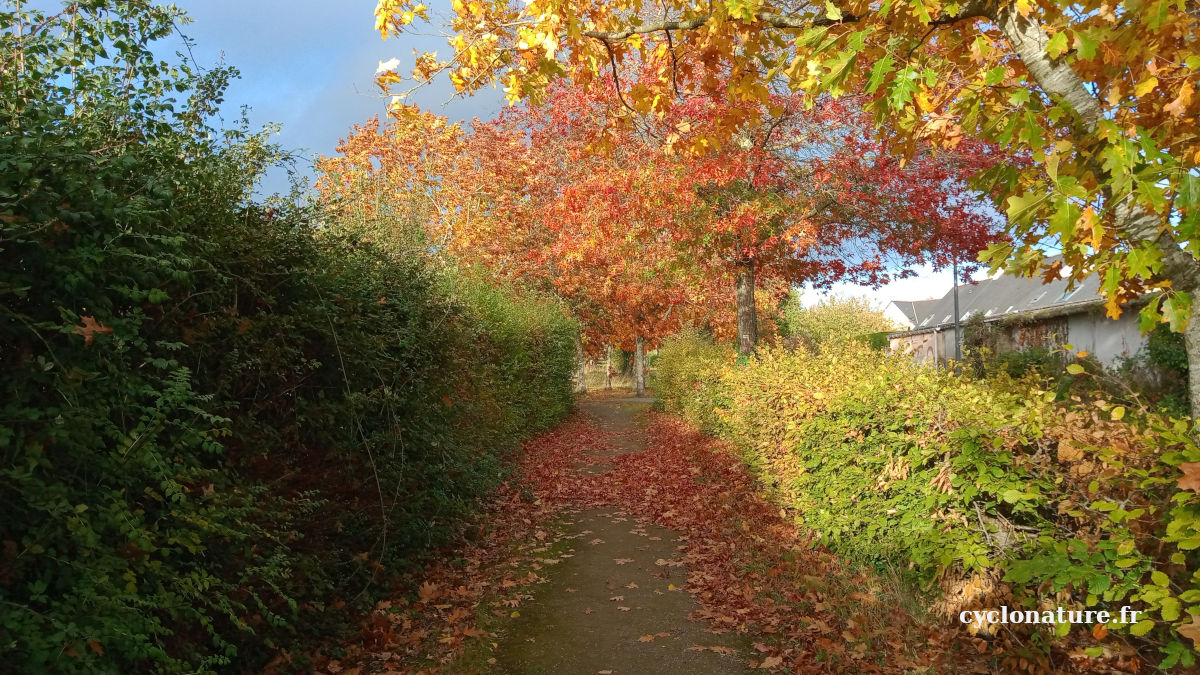 Couleurs d'automne à Saint Barthélemy d'Anjou