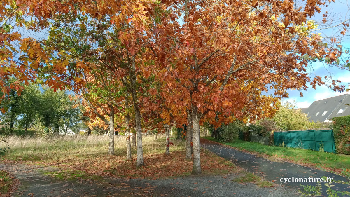 Couleurs d'automne à Saint Barthélemy d'Anjou