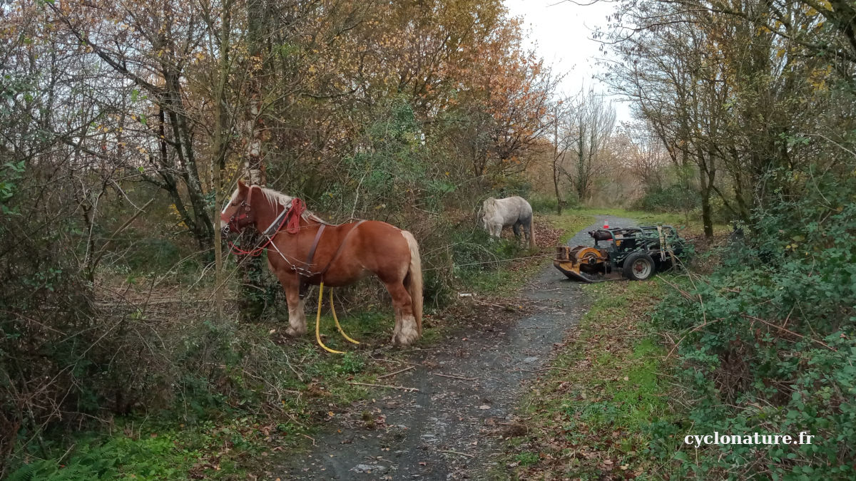 Débardage à cheval dans le parc de la Paperie à Saint Barthélemy d'Anjou