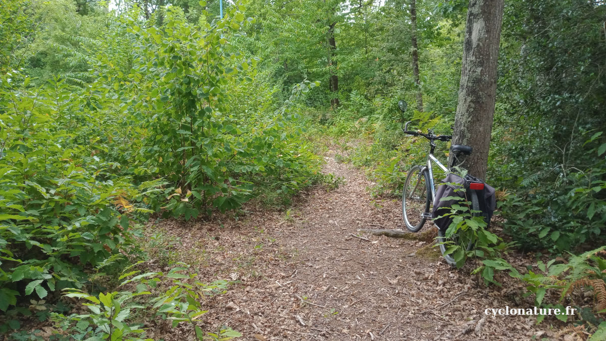 Balade découverte du bois de la Venaiserie à Saint Barthélemy d'Anjou