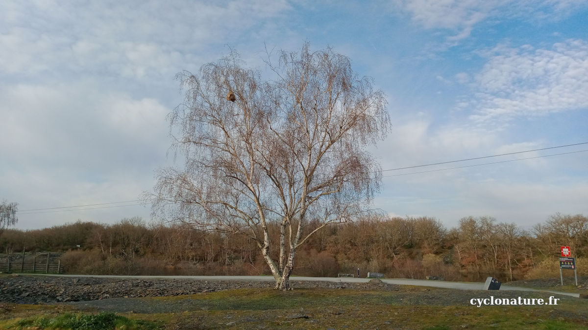 Des nids de frelons asiatiques dans les Ardoisieres de Trélazé