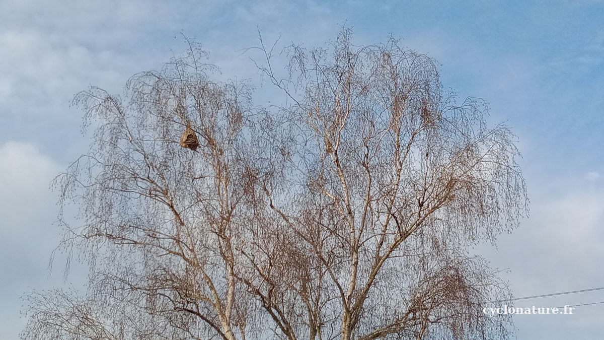 Nid de frelon asiatique dans les Ardoisieres de Trélazé