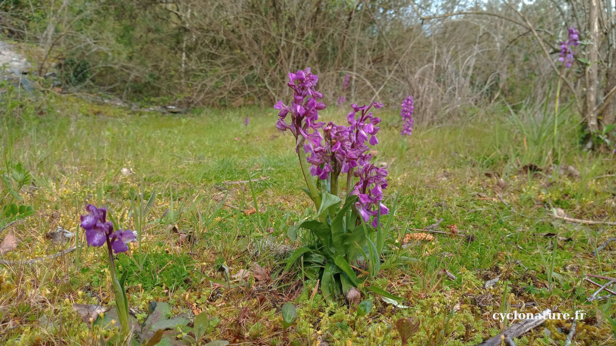 Orchidées sauvages
