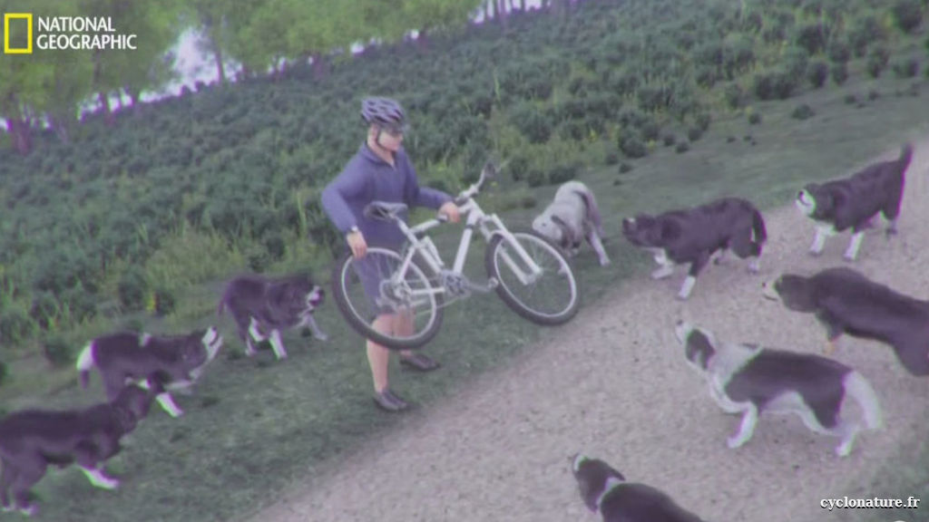 Cyclistes, que faire face à un chien qui menace de vous mordre