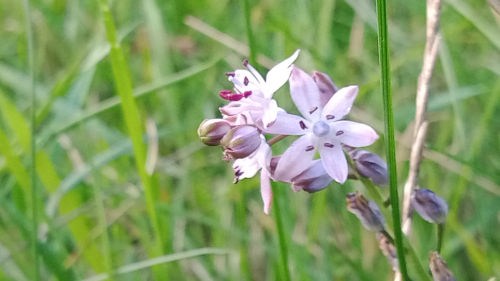 Photos de nature au parc des Sablieres à Ecouflant