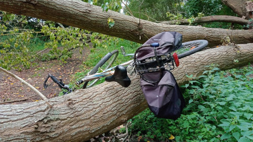 C'est pas un arbre qui va m'empêcher de passer à vélo