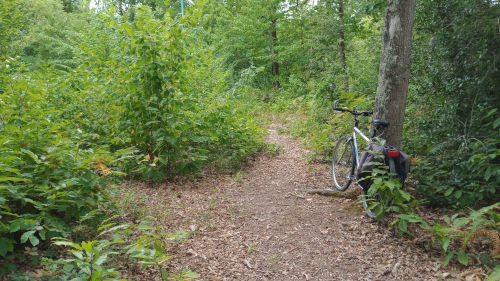 Balade dans le bois de la Venaiserie
