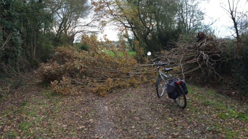 Un arbre sur le chemin de ma rando vélo