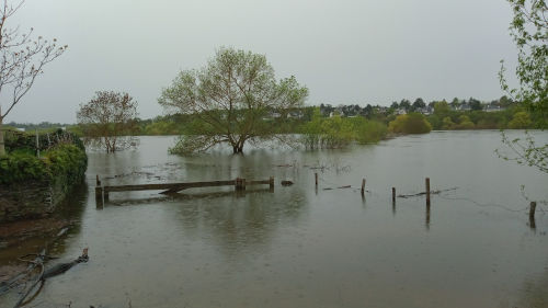Dans les prairies de Sainte Gemmes sur Loire au plus près de la Maine en crue
