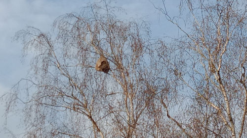 Découverte de nids de frelons asiatiques dans les Ardoisieres