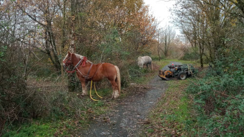 Des chevaux de traits en plein travail dans le parc de la Paperie
