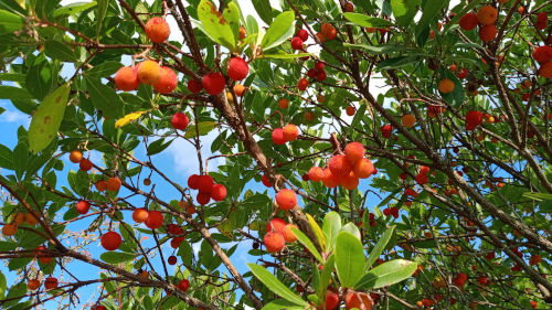 Les fruits de l'Arbousier