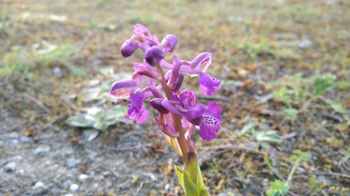 Des Orchidées sauvages découverts dans les Ardoisières de Trélazé