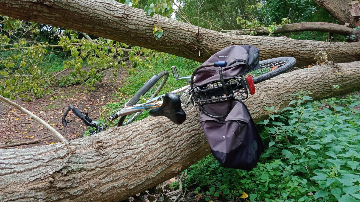 Quand un arbre me bloque dans ma randonnée à vélo