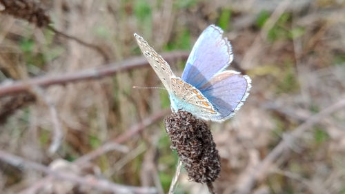 Chasse photographique aux papillons