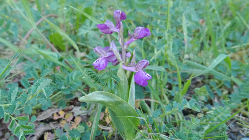 Photo d'une Orchidée sauvage