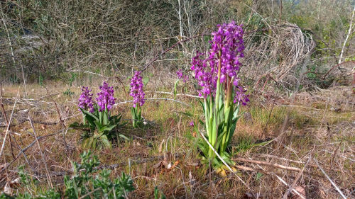Fleurs sauvages croisées en pleine nature